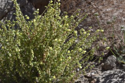 Emmenanthe penduliflora, photographed by velodrome