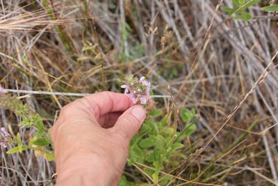 Stachys stebbinsii, photographed by Millie Basden