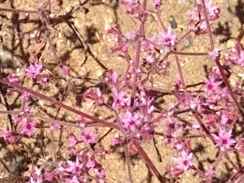 Chorizanthe fimbriata, photographed by Tom Gulya