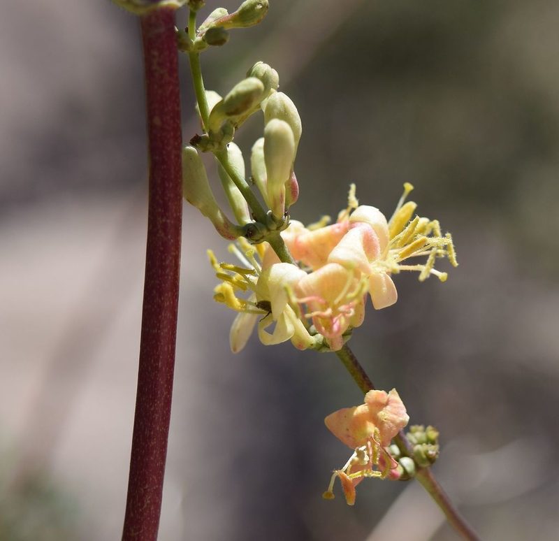 Lonicera interrupta, photographed by velodrome