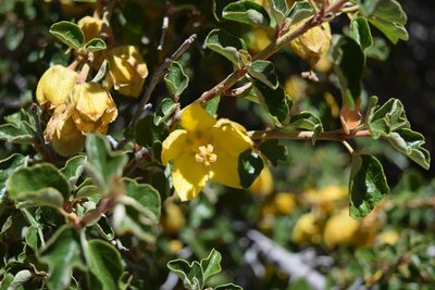 Fremontodendron californicum, photographed by velodrome