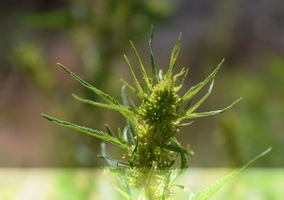 Datisca glomerata, photographed by velodrome
