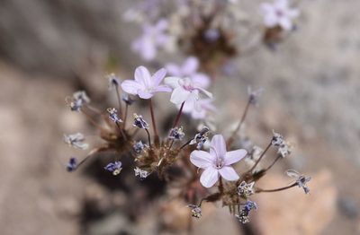 Leptosiphon breviculus, photographed by velodrome