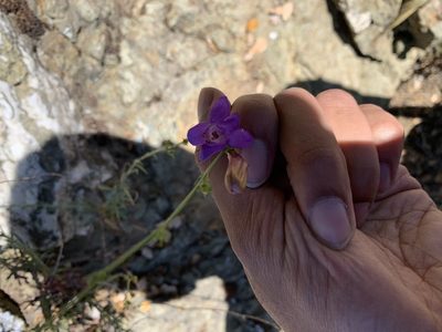 Penstemon heterophyllus, photographed by Ashwin Srinivasan