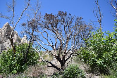 Arctostaphylos glauca, photographed by velodrome