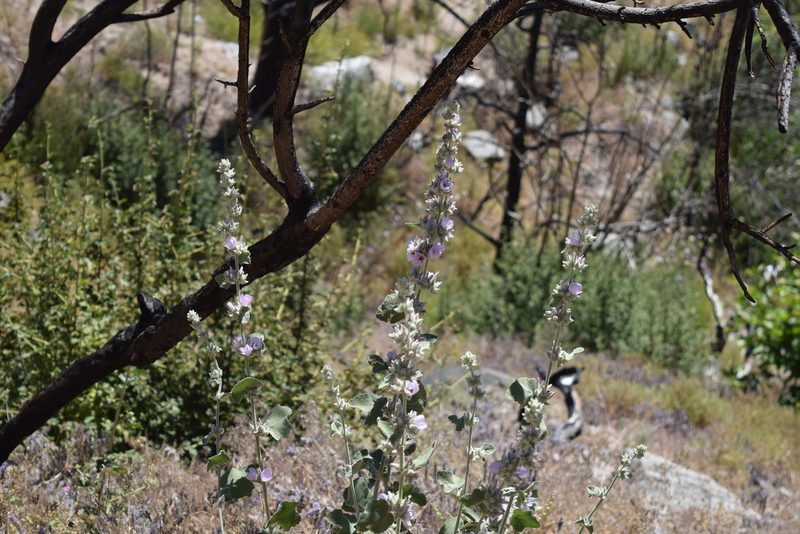 Malacothamnus orbiculatus, photographed by velodrome
