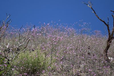 Saltugilia splendens