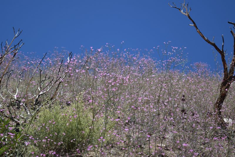 Saltugilia splendens, photographed by velodrome