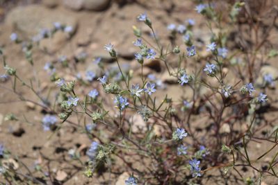 Eriastrum sapphirinum, photographed by velodrome