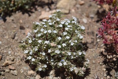 Greeneocharis circumscissa, photographed by velodrome