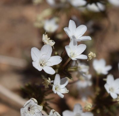 Leptosiphon breviculus