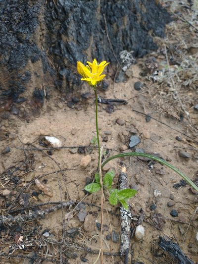 Triteleia crocea, photographed by Drew Meyer
