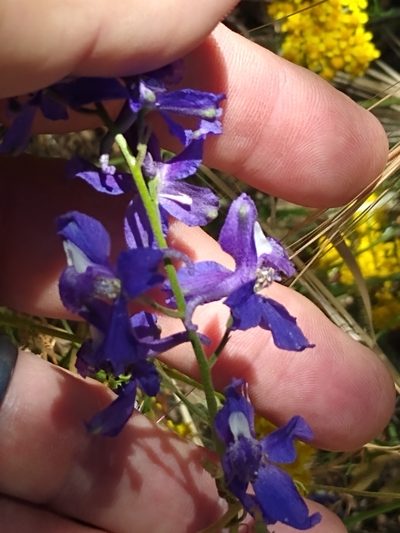 Delphinium parryi, photographed by Tom Gulya