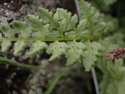 Woodsia oregana, photographed by Shane Johnson