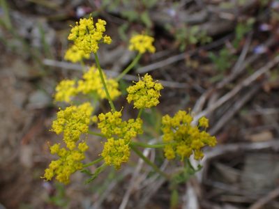 Lomatium ambiguum, photographed by Shane Johnson