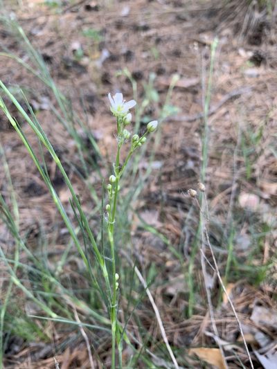 Eremogone saxatilis, photographed by Valerii Glazunov