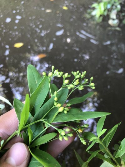 Hypericum nudiflorum, photographed by John Kees