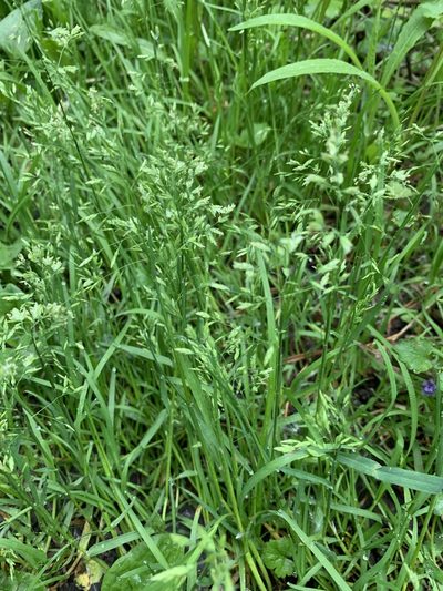 Poa supina, photographed by Valerii Glazunov