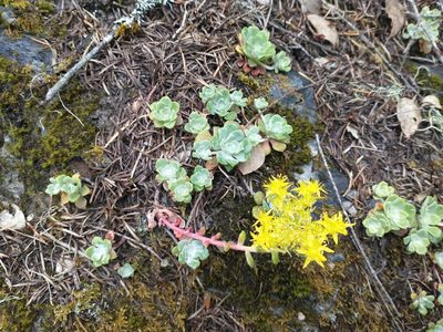 Sedum spathulifolium, photographed by Drew Meyer