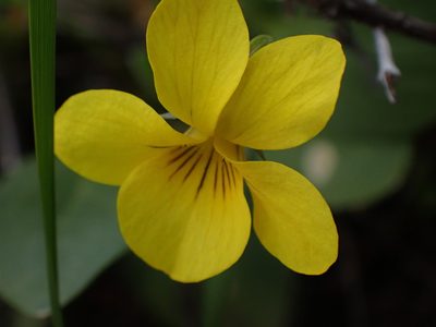 Viola vallicola, photographed by Shane Johnson