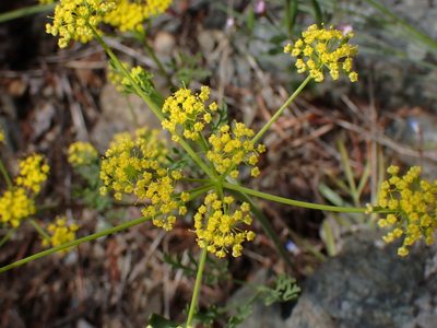 Lomatium ambiguum, photographed by Shane Johnson