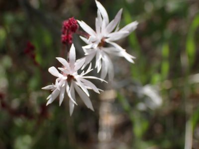 Lithophragma glabrum, photographed by Shane Johnson