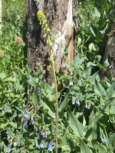 Chlorocrambe hastata, photographed by Scott Loarie