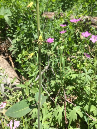 Chlorocrambe hastata, photographed by Scott Loarie