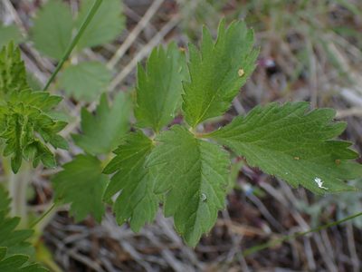 Drymocallis convallaria, photographed by Shane Johnson
