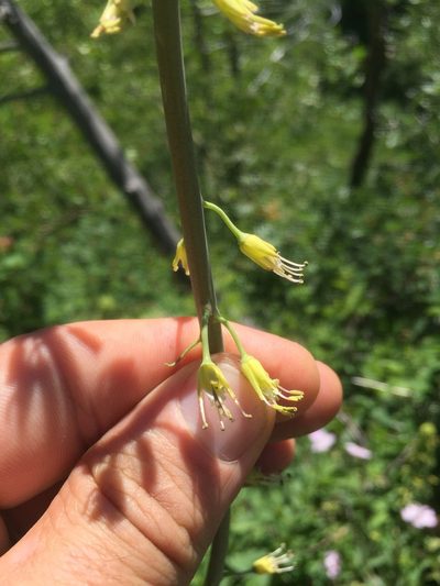 Chlorocrambe hastata, photographed by Scott Loarie