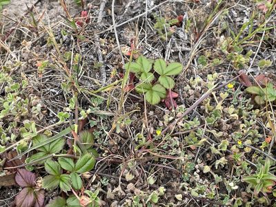 Fragaria chiloensis, photographed by Emily Langdon-Lassagne
