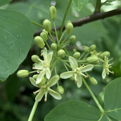 Ptelea trifoliata, photographed by Christopher Zacharias