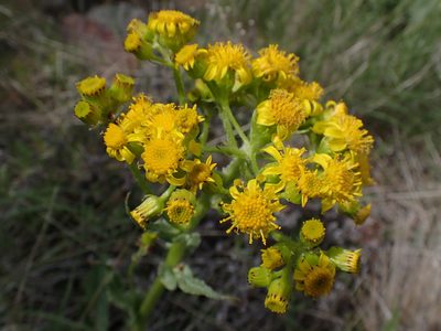 Senecio integerrimus, photographed by Shane Johnson