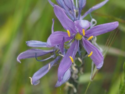 Camassia quamash