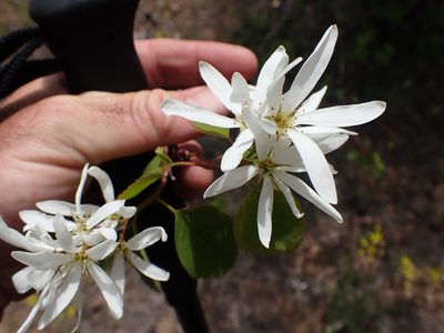 Amelanchier cusickii, photographed by Shane Johnson
