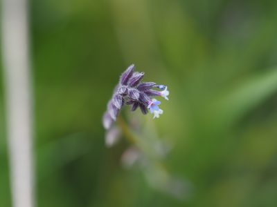 Myosotis discolor, photographed by Peter Abrahamsen