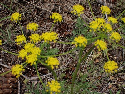 Lomatium ambiguum, photographed by Shane Johnson