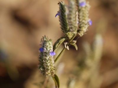 Rungia muralis, photographed by Dinesh Valke