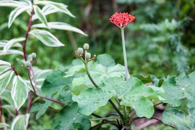 Jatropha podagrica, photographed by lcchacon21