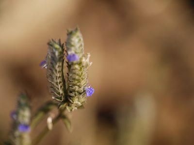 Rungia muralis, photographed by Dinesh Valke