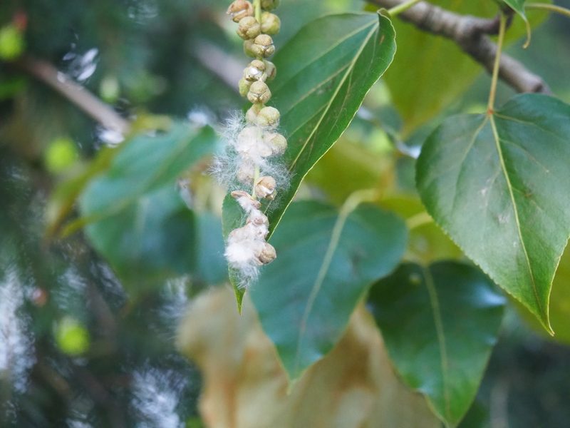 Populus trichocarpa, photographed by Peter Abrahamsen