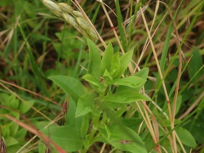 Saponaria officinalis, photographed by Alexis Tinker-Tsavalas