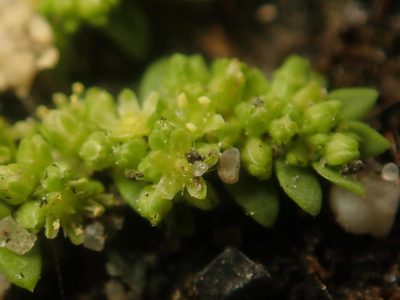 Herniaria glabra, photographed by Alexis Tinker-Tsavalas