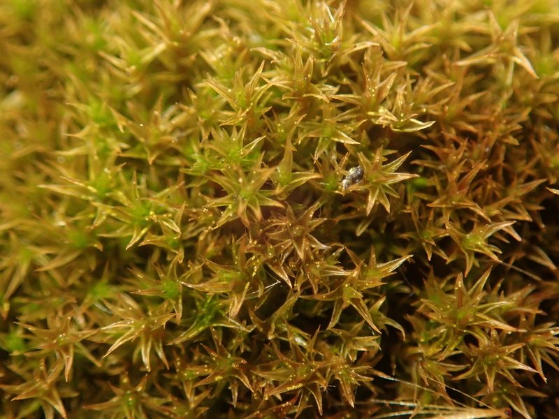 Ceratodon purpureus, photographed by Alexis Tinker-Tsavalas