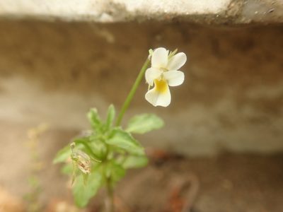 Viola arvensis, photographed by Alexis Tinker-Tsavalas