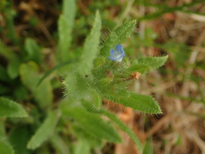 Anchusa arvensis, photographed by Alexis Tinker-Tsavalas