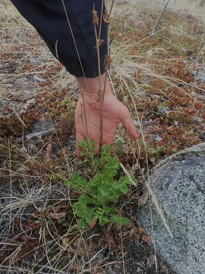 Drymocallis convallaria, photographed by F Quiec