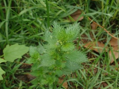 Urtica urens, photographed by Alexis Tinker-Tsavalas