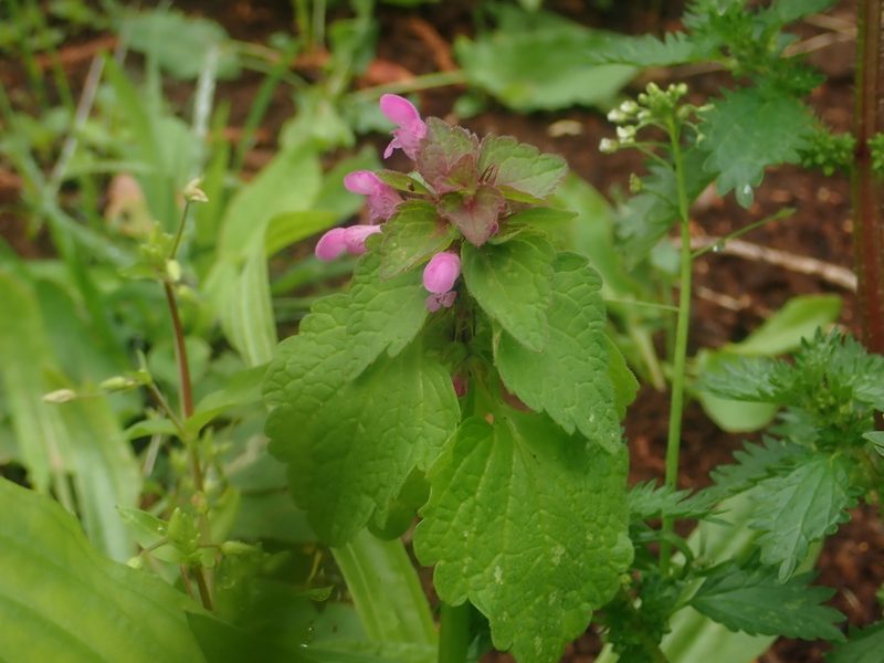Lamium purpureum, photographed by Alexis Tinker-Tsavalas