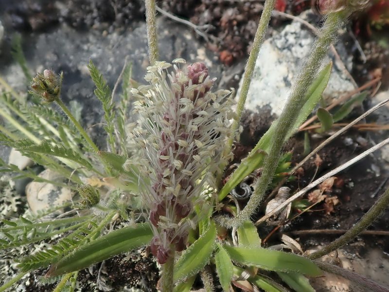 Plantago canescens, photographed by F Quiec